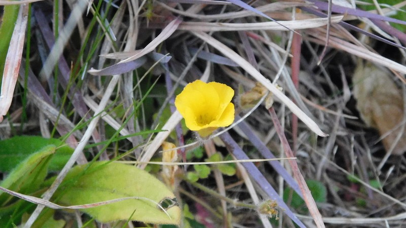 Oxalis refracta photo 3