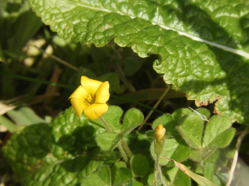 Oxalis refracta photo 4