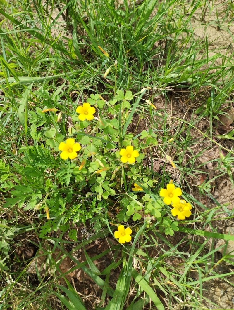 Oxalis refracta photo 5