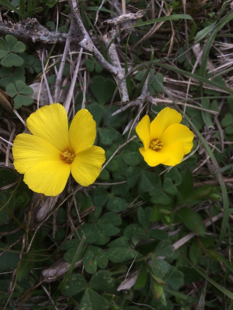 Oxalis refracta photo 6