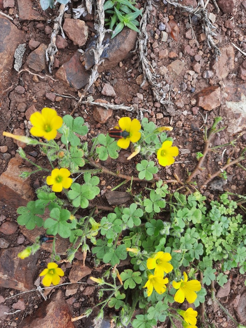 Oxalis refracta photo 7