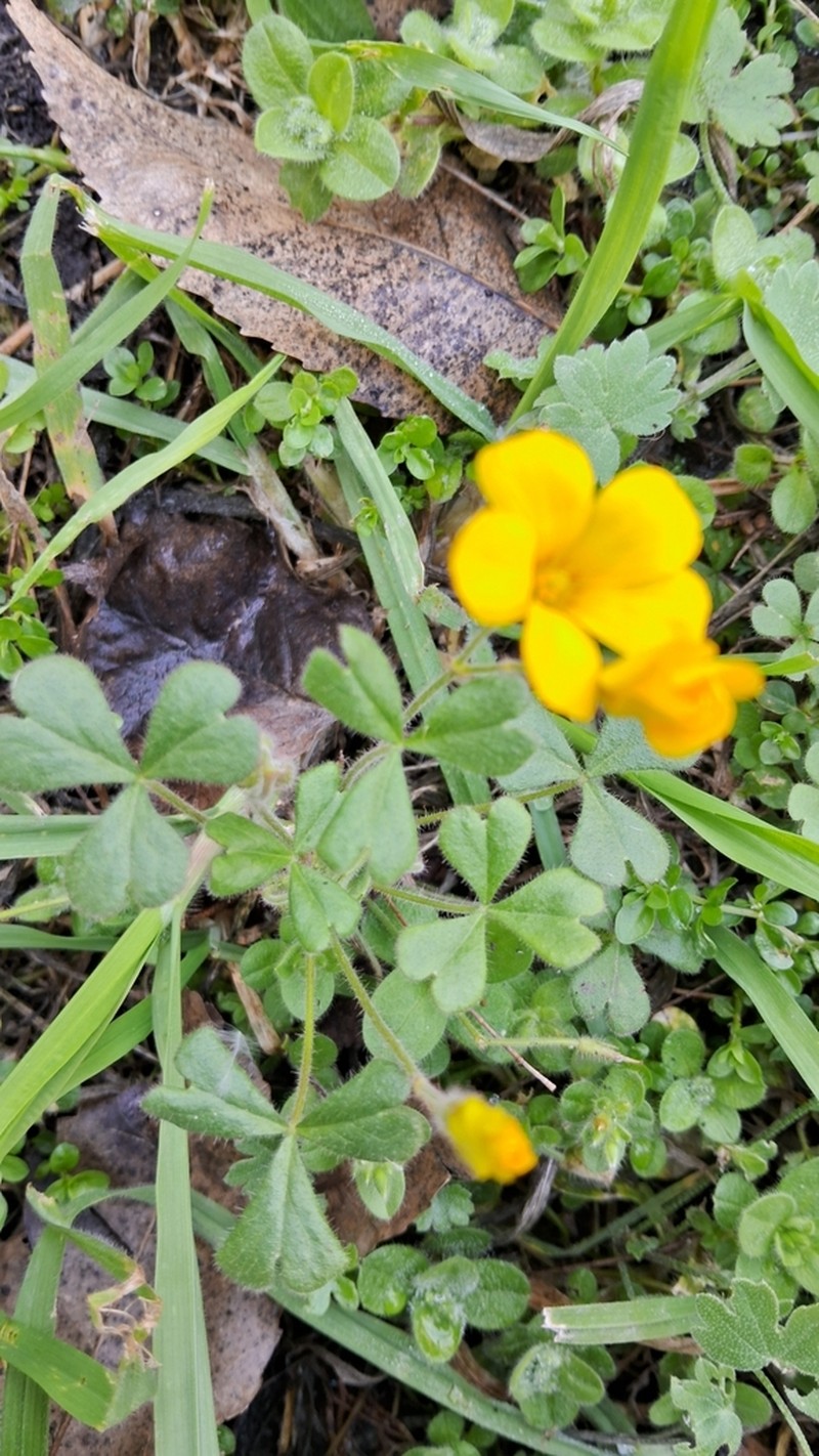 Oxalis refracta photo 8