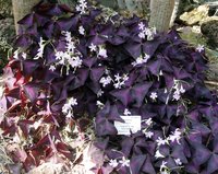 Sorrel