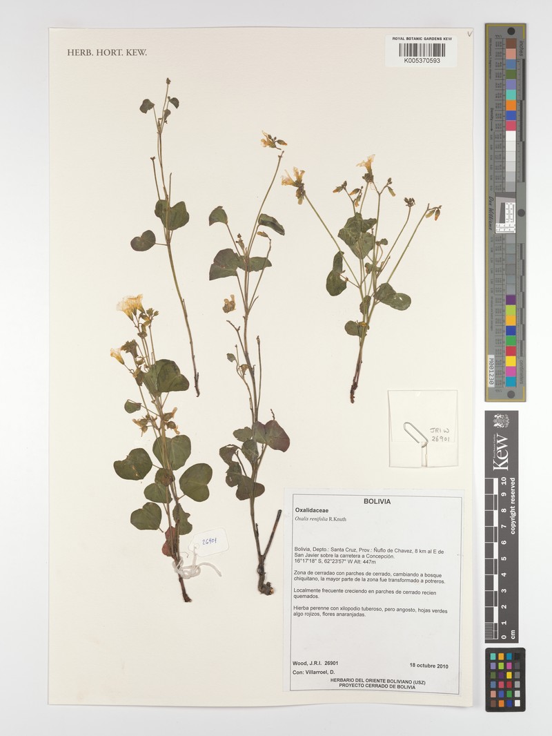 Oxalis renifolia