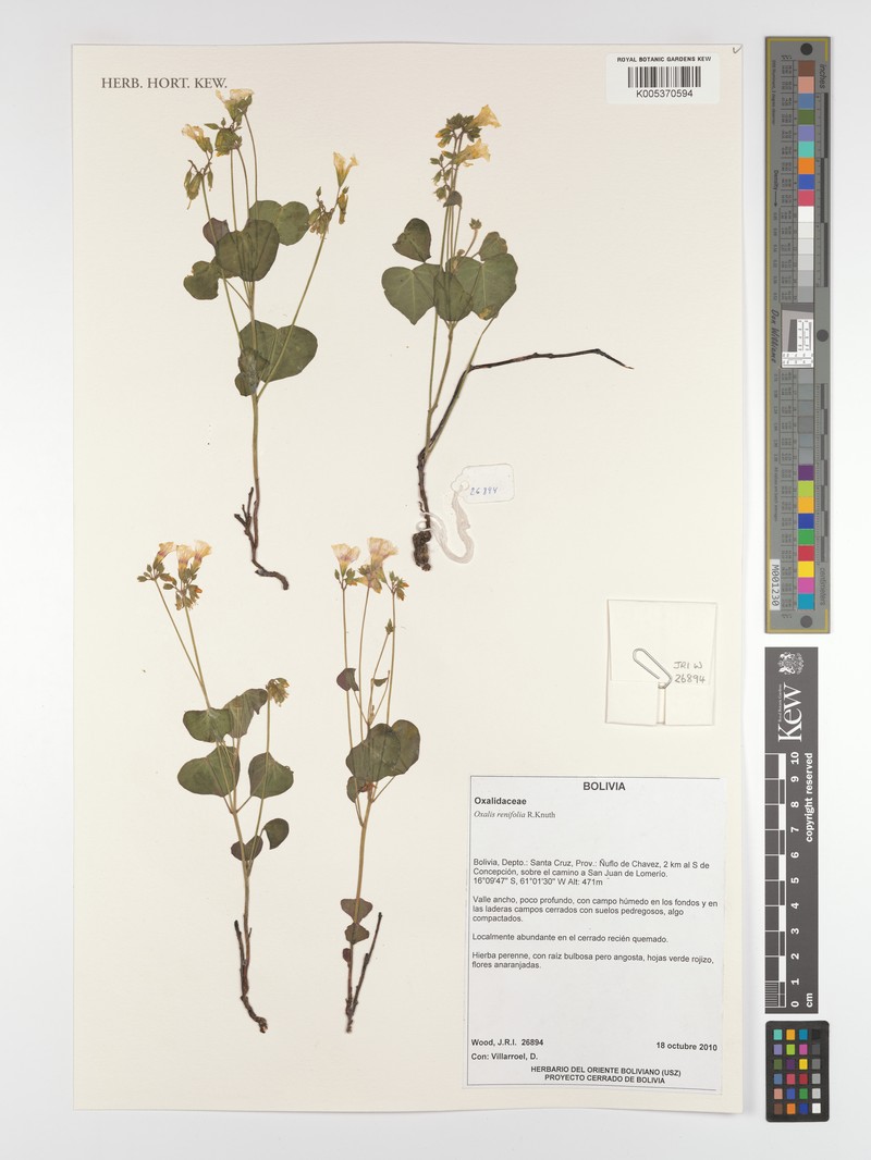 Oxalis renifolia photo 2