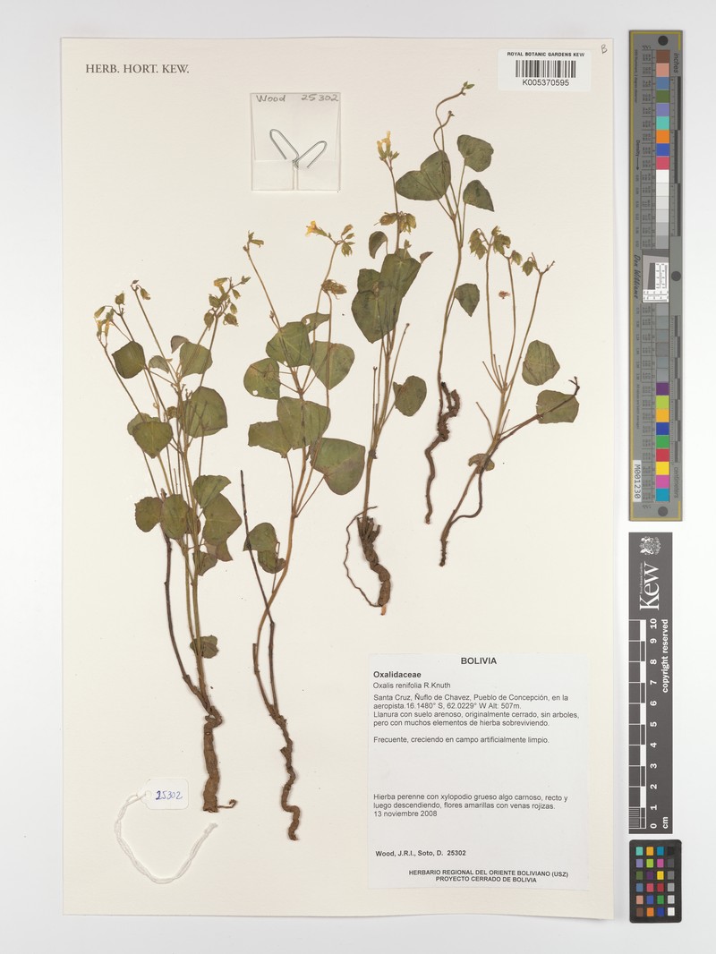 Oxalis renifolia photo 3