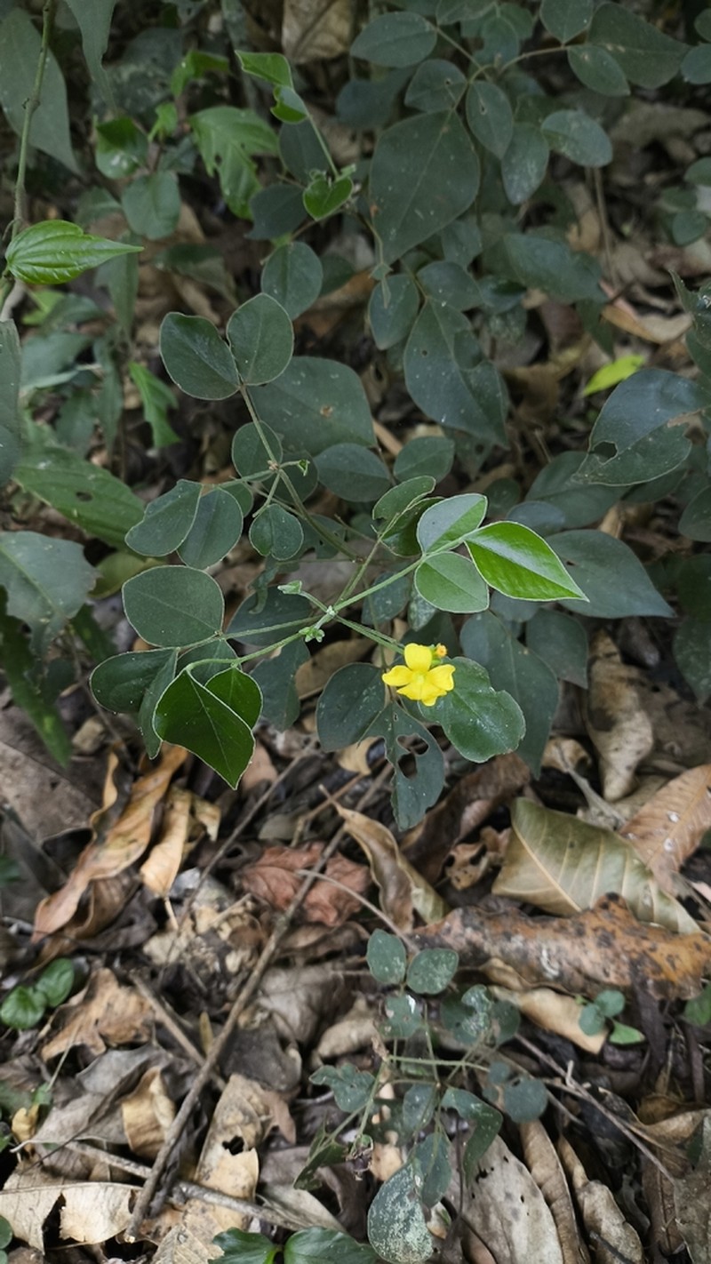 Oxalis rhombeo-ovata