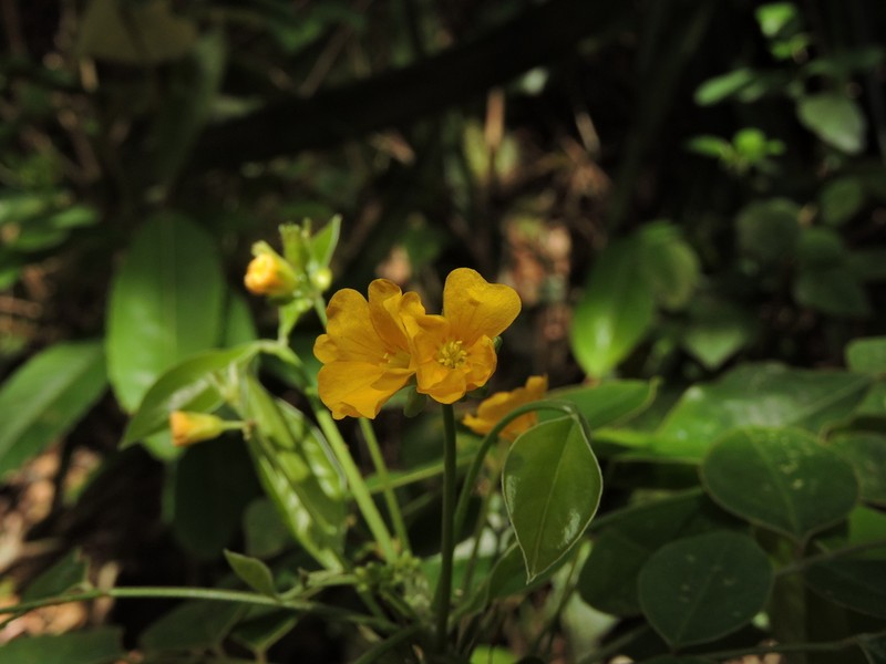 Oxalis rhombeo-ovata photo 2
