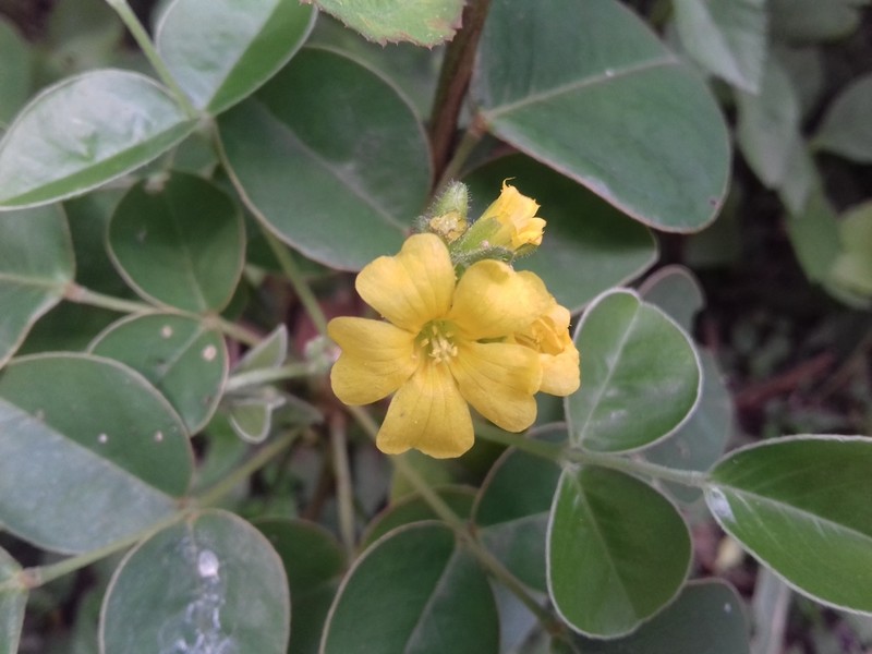 Oxalis rhombeo-ovata photo 3