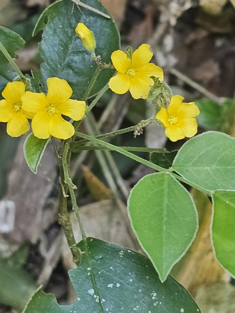 Oxalis rhombeo-ovata photo 4