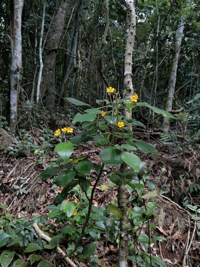 Oxalis rhombeo-ovata photo 5