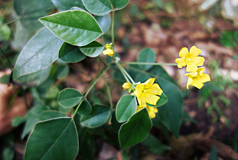 Oxalis rhombeo-ovata photo 6