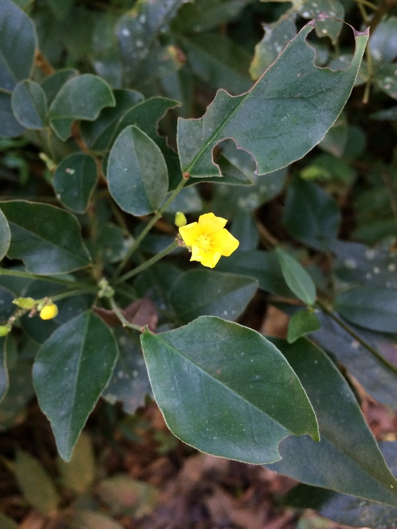 Oxalis rhombeo-ovata photo 7