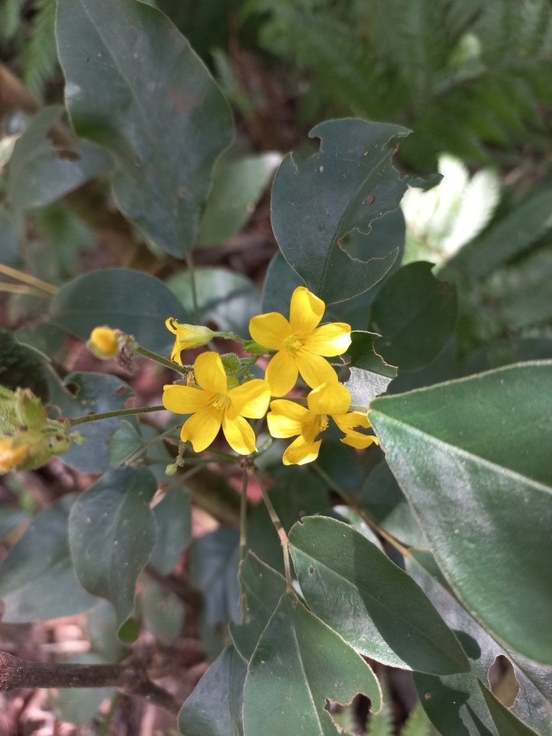 Oxalis rhombeo-ovata photo 8