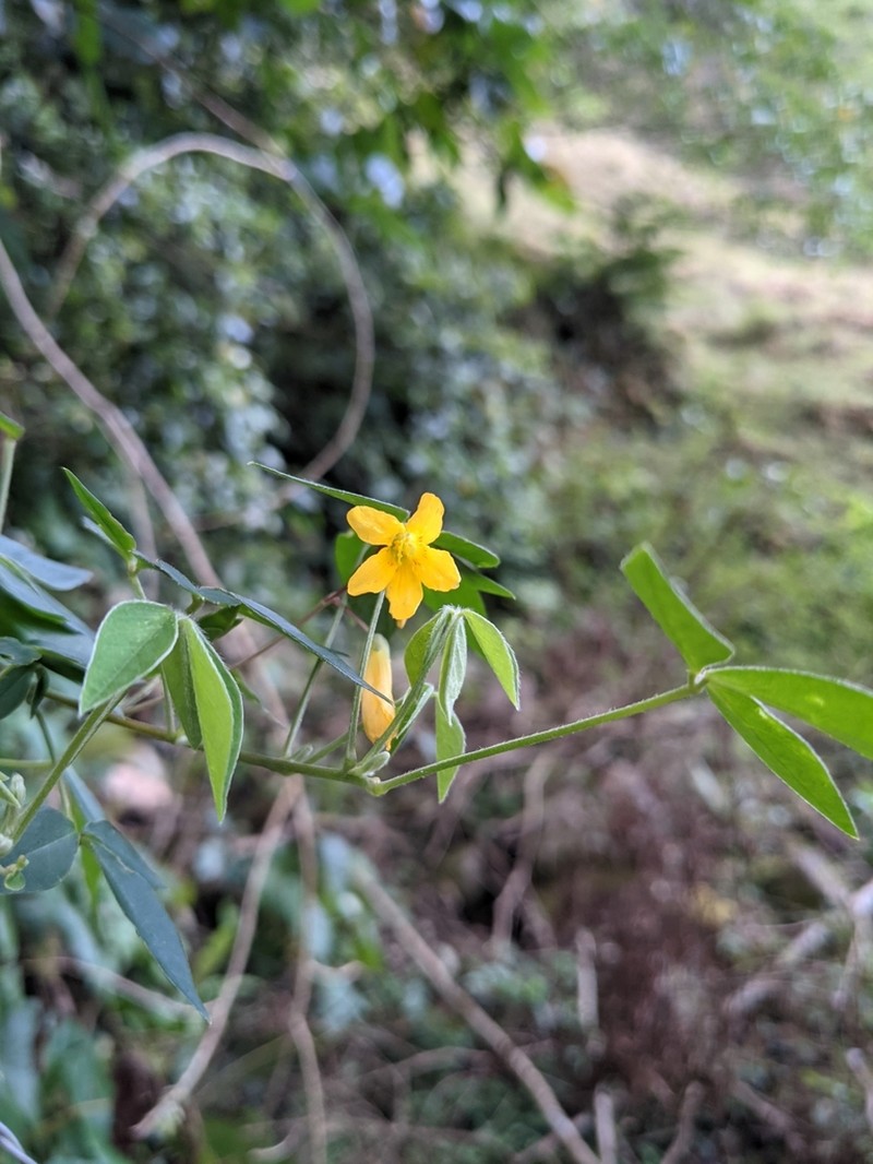 Oxalis rhombifolia photo 2
