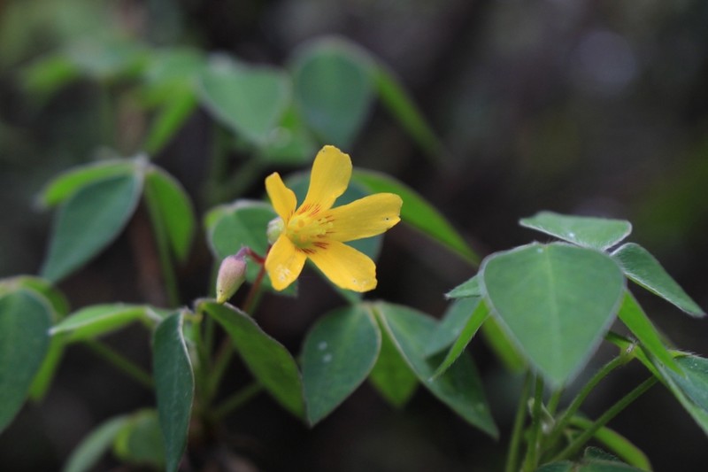 Oxalis rhombifolia photo 3