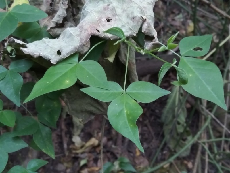 Oxalis rhombifolia photo 4