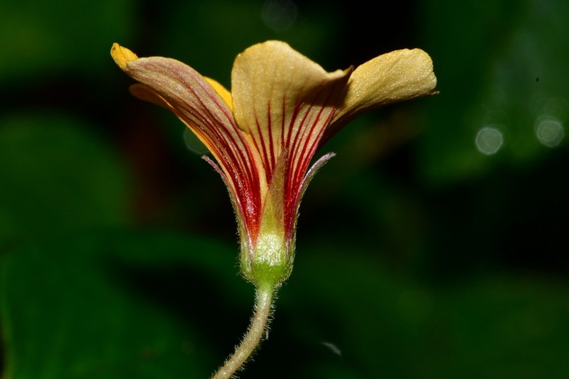 Oxalis rhombifolia photo 5