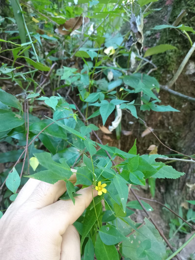 Oxalis rhombifolia photo 6