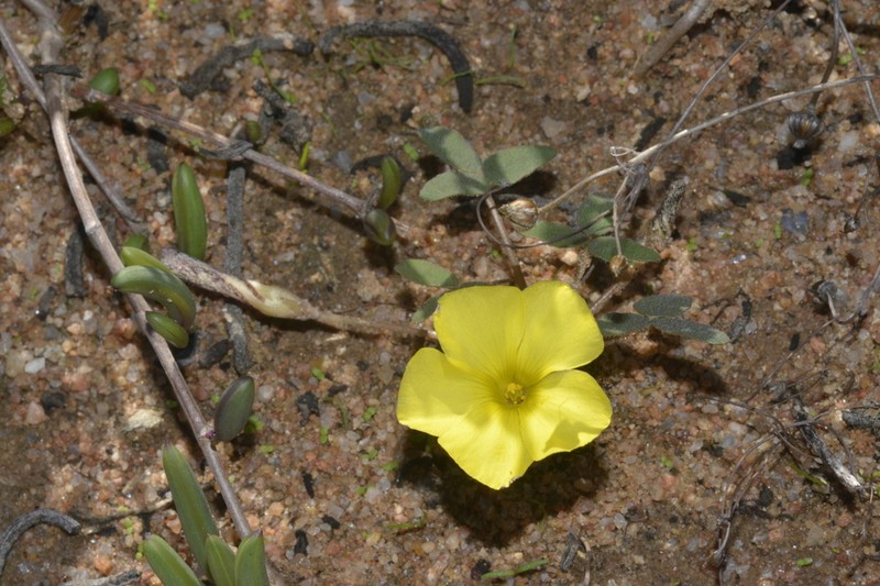 Oxalis rhomboidea
