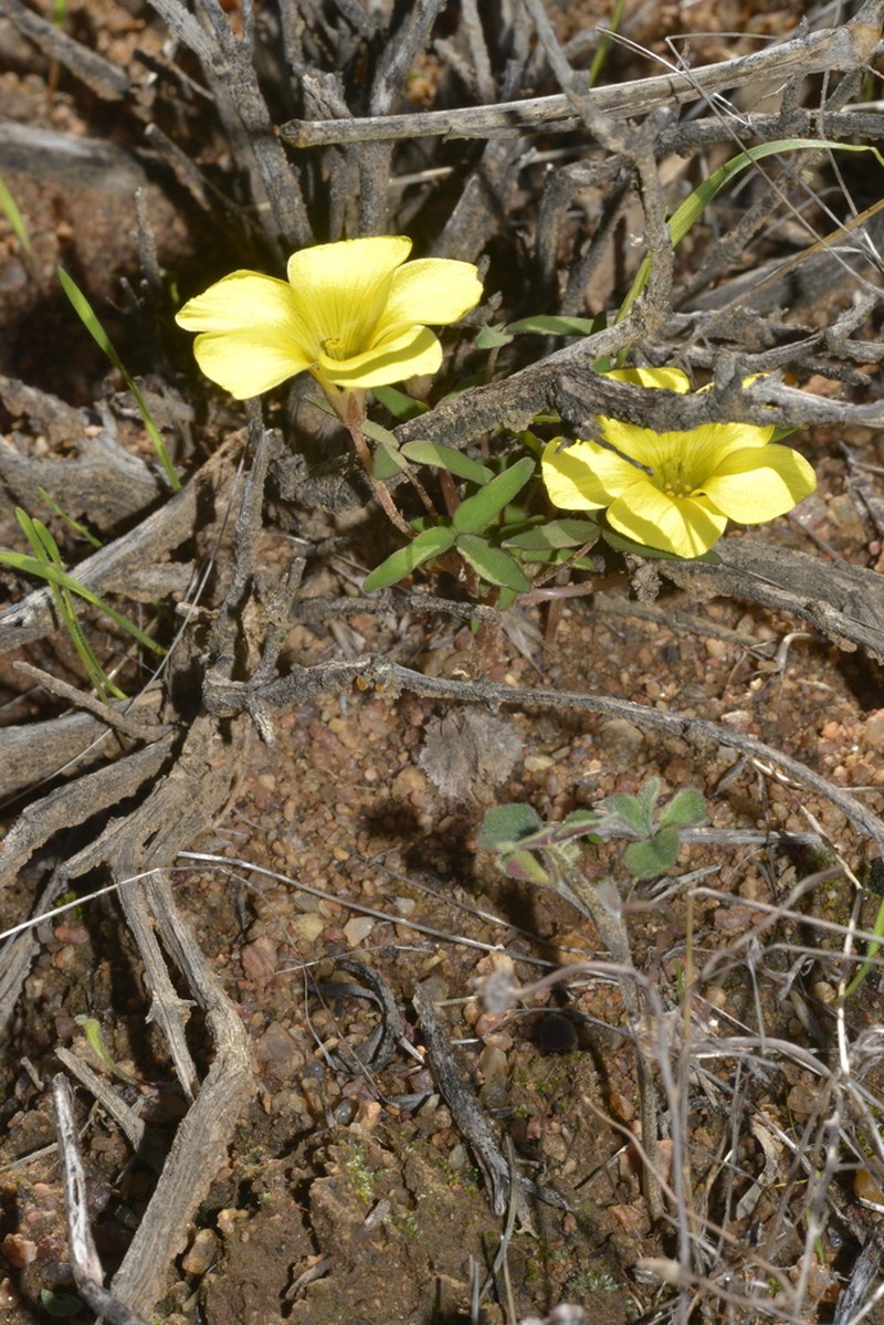 Oxalis rhomboidea photo 2