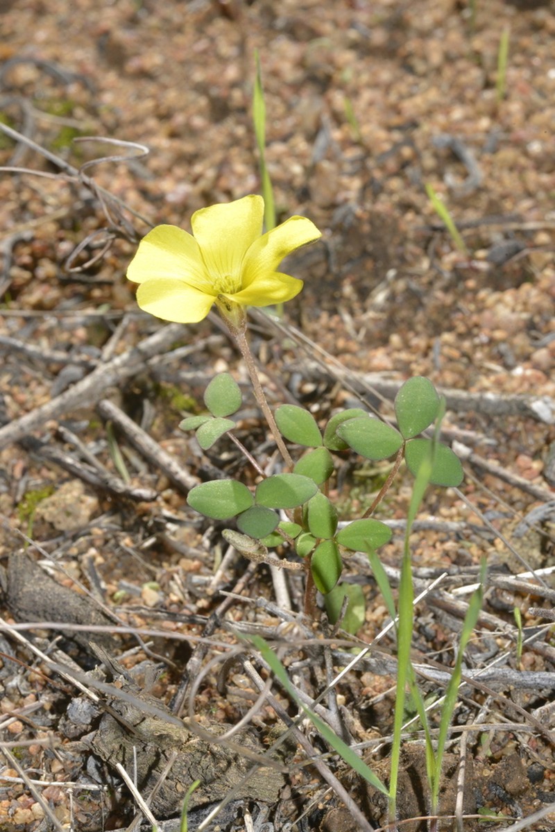 Oxalis rhomboidea photo 3