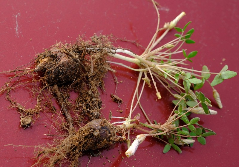 Oxalis rhomboidea photo 4
