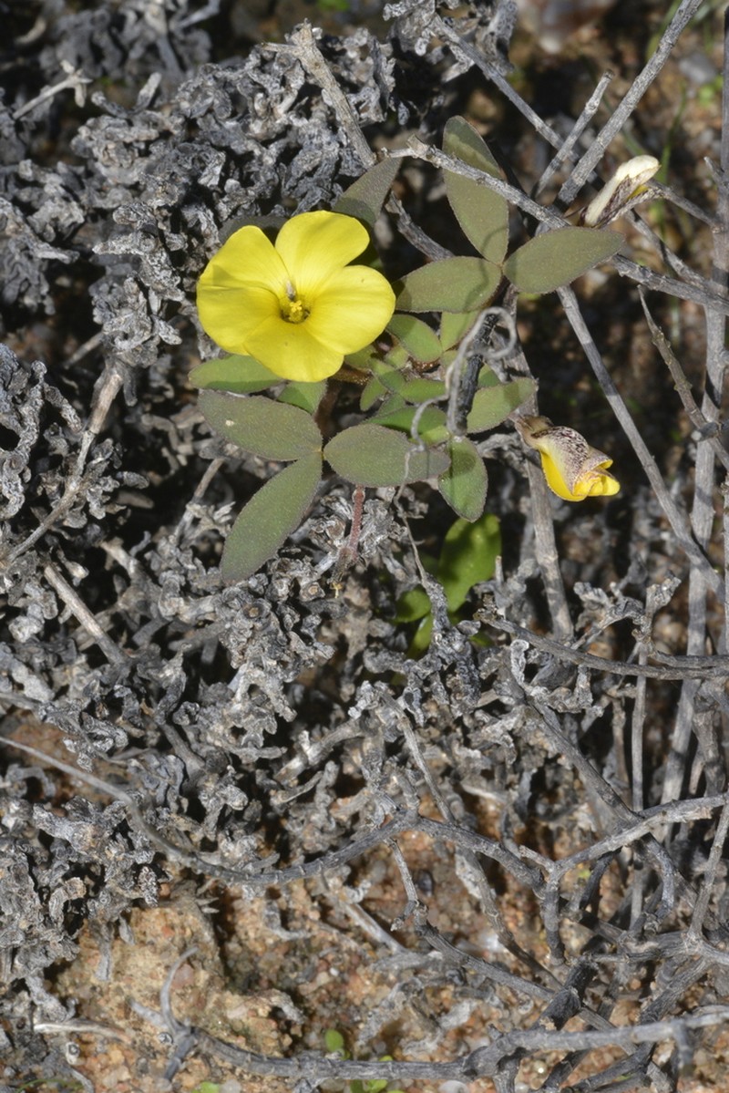 Oxalis rhomboidea photo 5