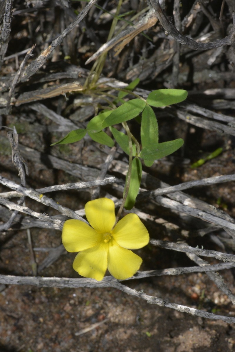 Oxalis rhomboidea photo 6