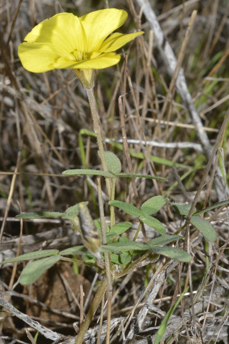 Oxalis rhomboidea photo 7