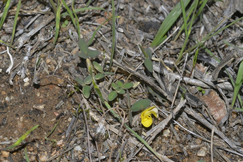 Oxalis rhomboidea photo 8