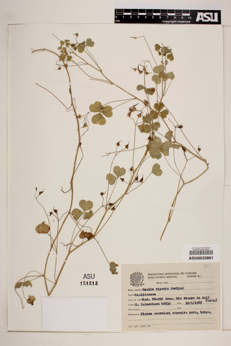 Oxalis riparia