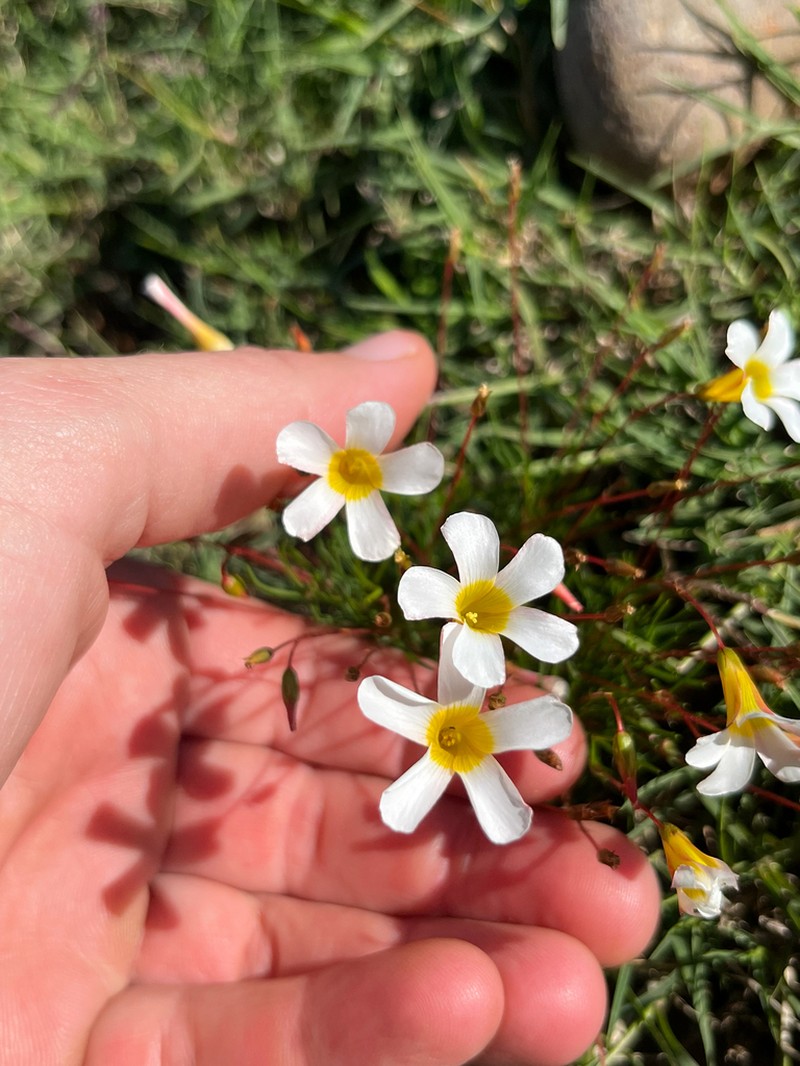 Oxalis robinsonii photo 2