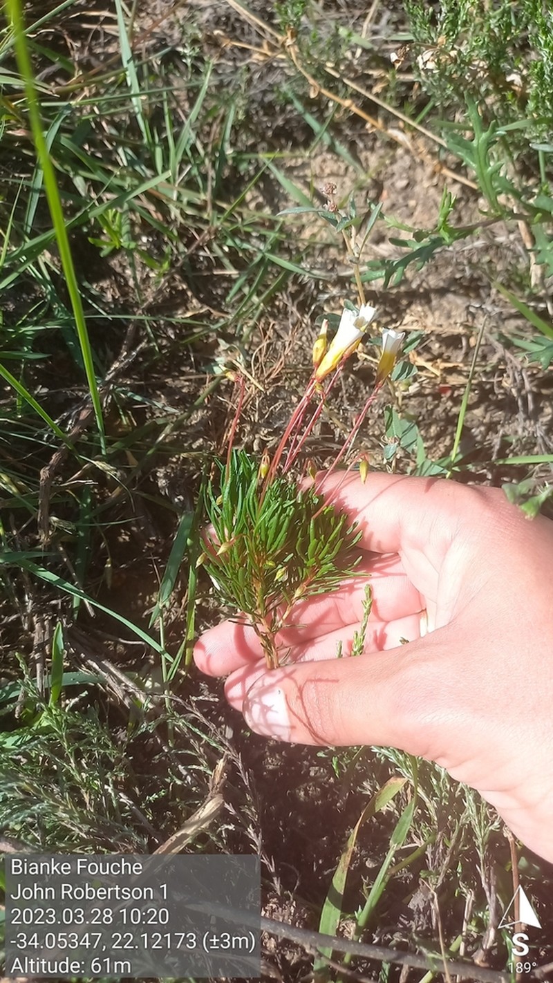 Oxalis robinsonii photo 3