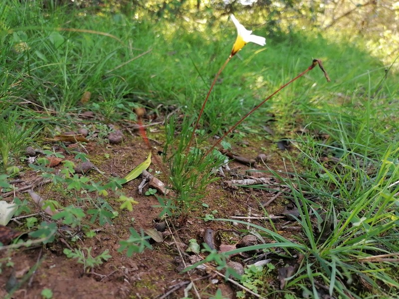 Oxalis robinsonii photo 5