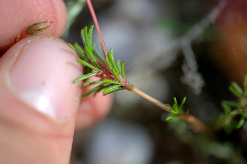 Oxalis robinsonii photo 8