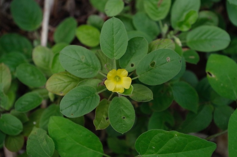 Oxalis robusta photo 2