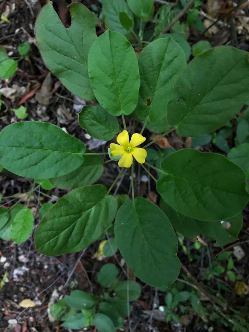Oxalis robusta photo 3
