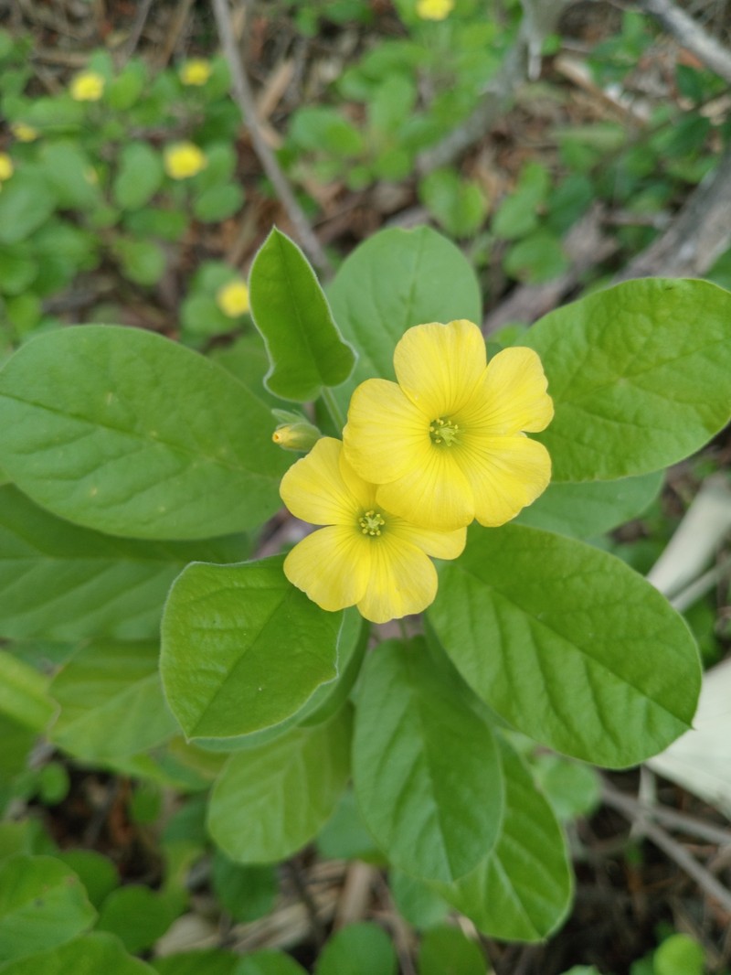 Oxalis robusta photo 6