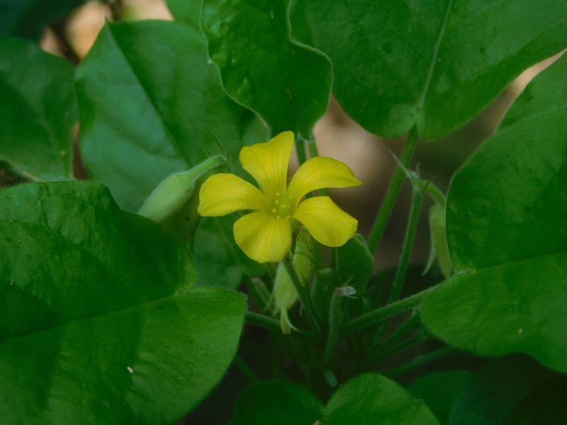 Oxalis robusta photo 7