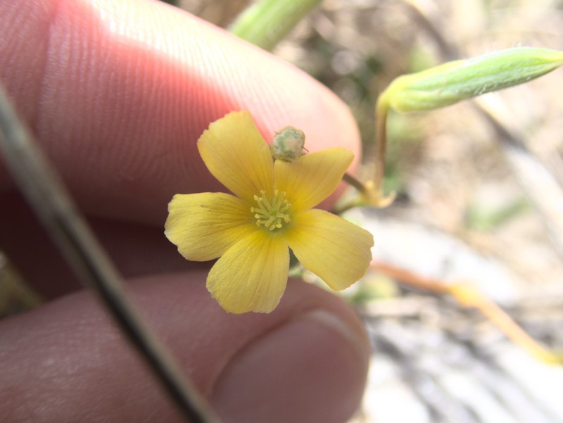Oxalis rubens