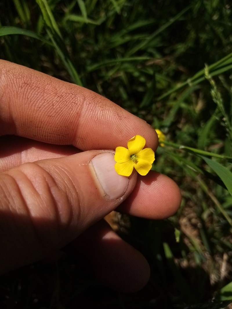 Oxalis rubens photo 2