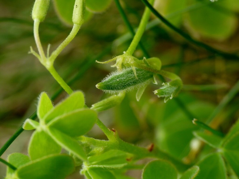 Oxalis rubens photo 3
