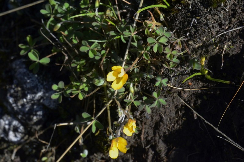Oxalis rubens photo 4