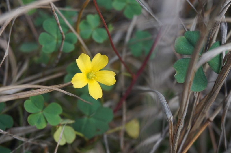 Oxalis rubens photo 5