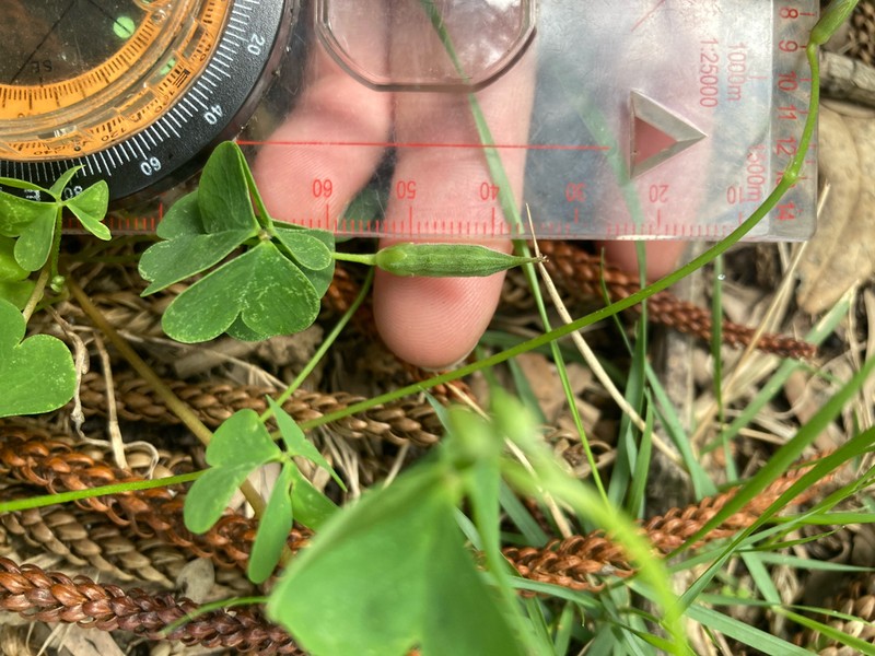 Oxalis rubens photo 6