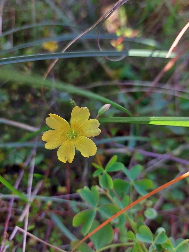 Oxalis rubens photo 7