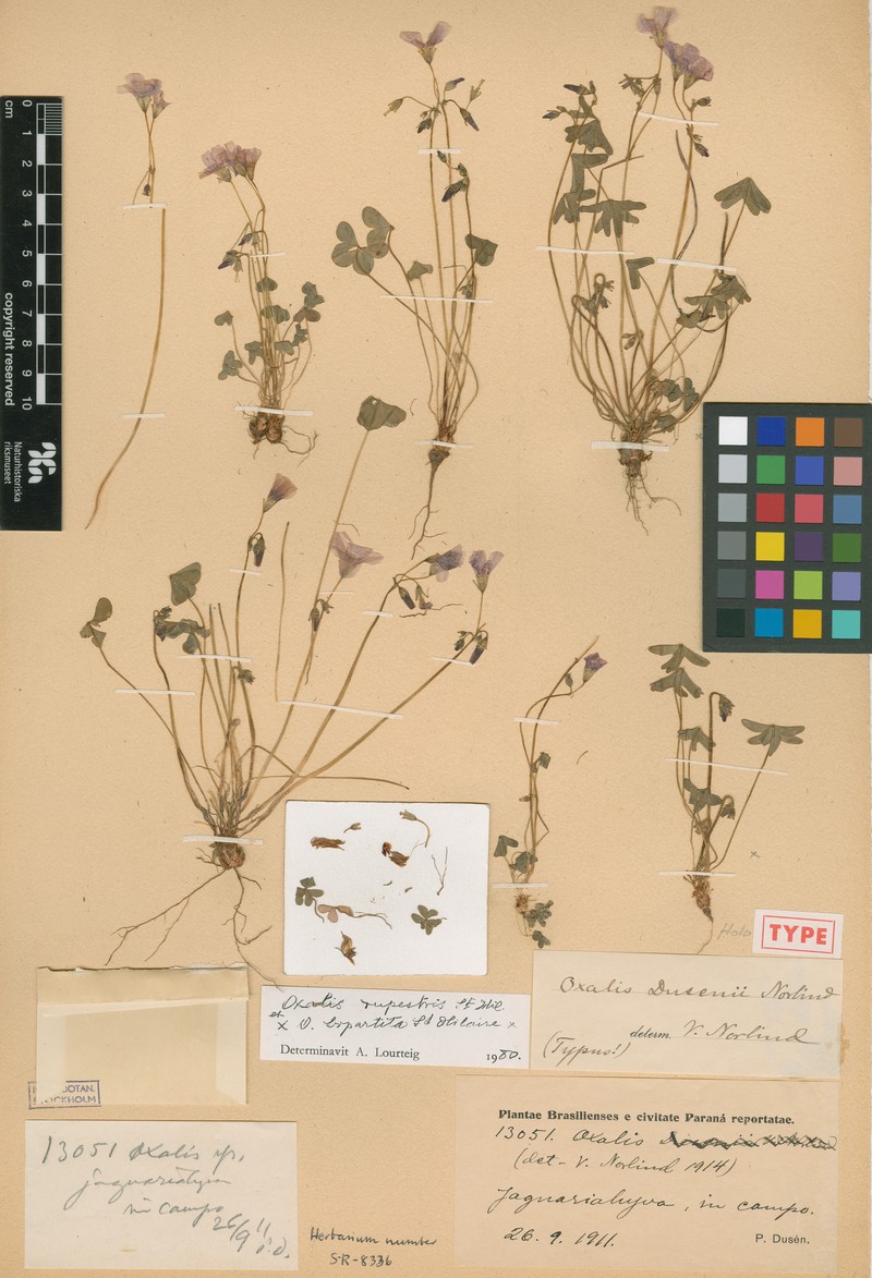 Oxalis rupestris