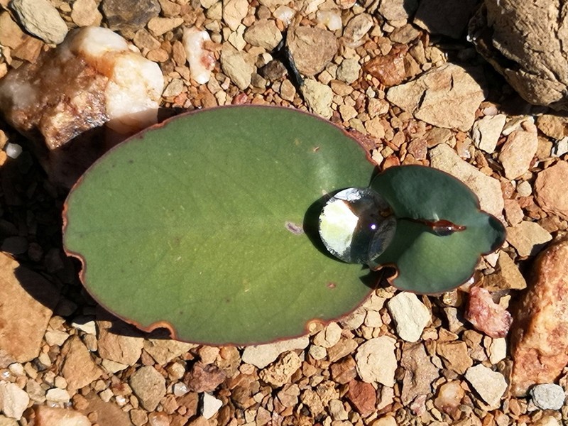 Oxalis salteri
