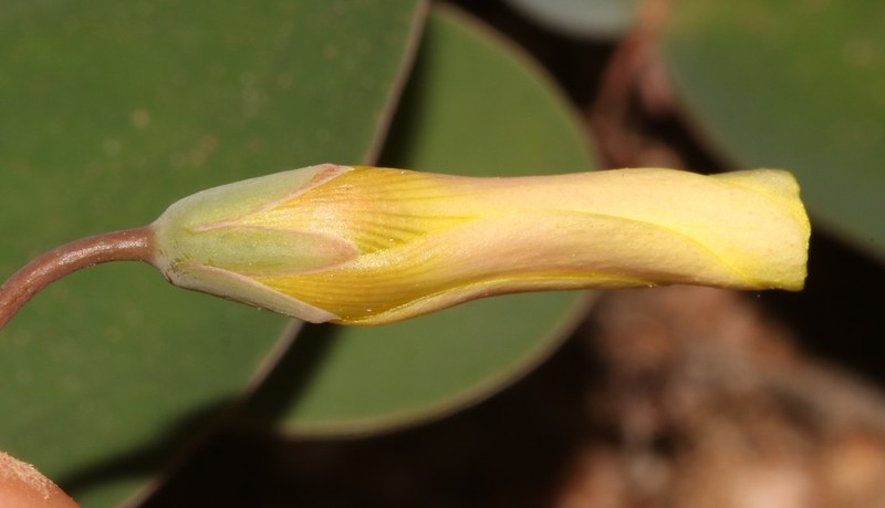 Oxalis salteri photo 2